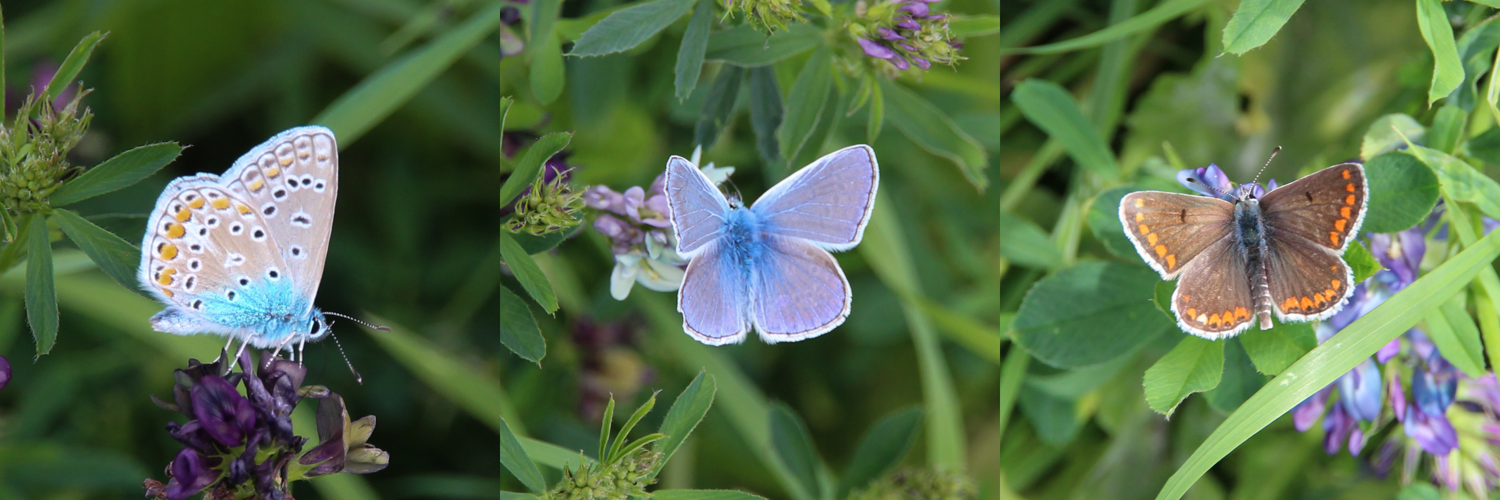 Welke vlinder, man en vrouw?